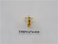 藏品(尺蠖蛾科)的圖片